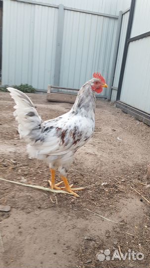 Молодые петушки