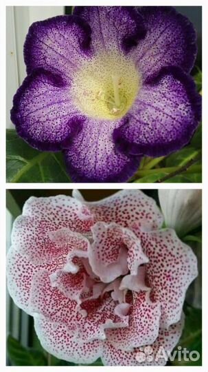 Семена глоксинии