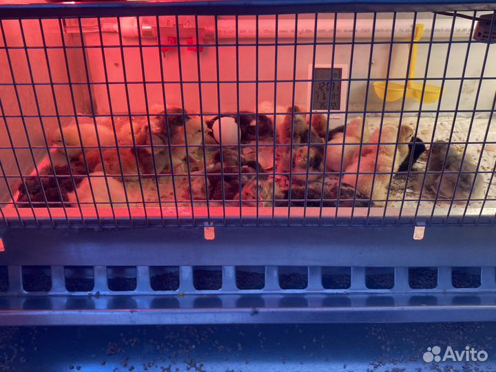 Брудер для цыплят б/у