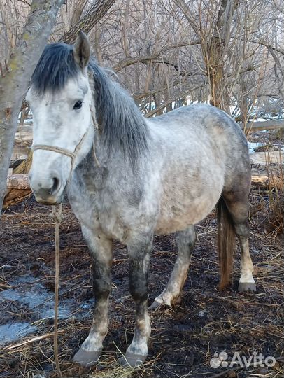 Продам Жеребца