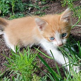 Отдам котенка девочку в добрые руки