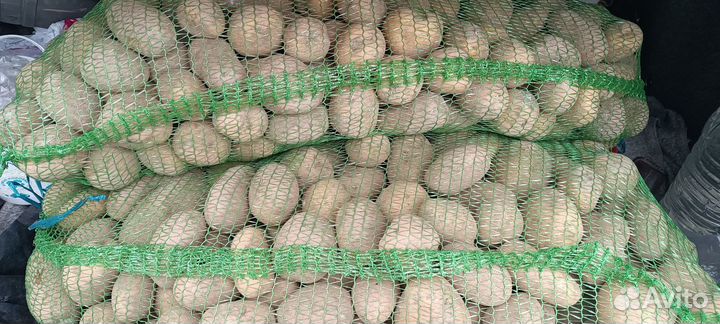 Продам картофель