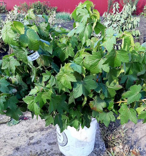 Саженцы черной смородины