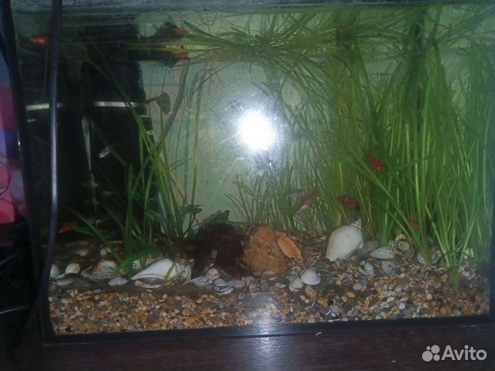 Аквариум