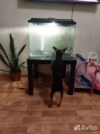 Аквариум с рыбками новый 60 литров