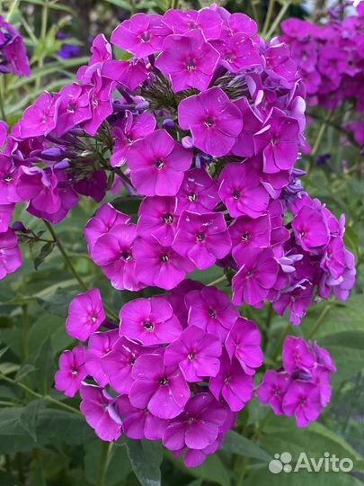 Флокс метельчатый Павел Бажов