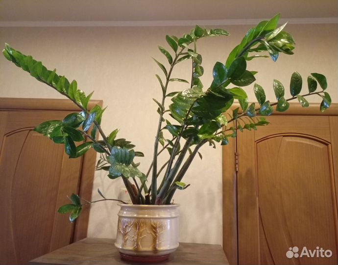 Замиокулькас