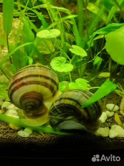 Ампулярии улитки