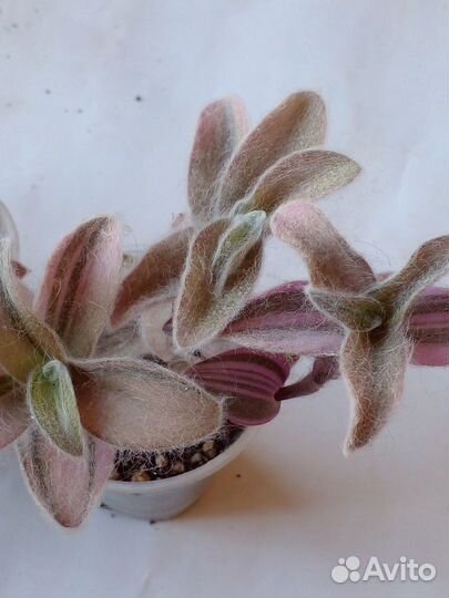 Цветок силламонтана вариегатная