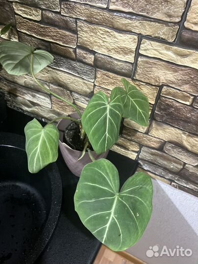 Филодендрон