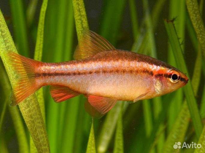 Аквариумные рыбки, аквариумы и оборудование