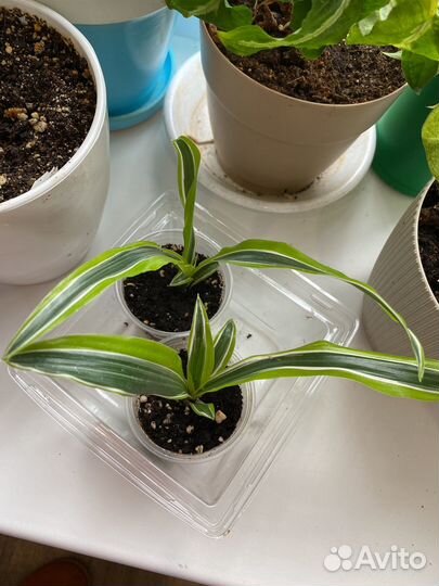 Драцена лимон лайм