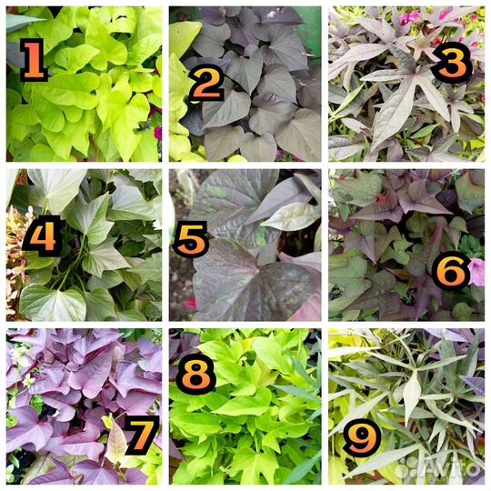 Ипомея батат колеусы