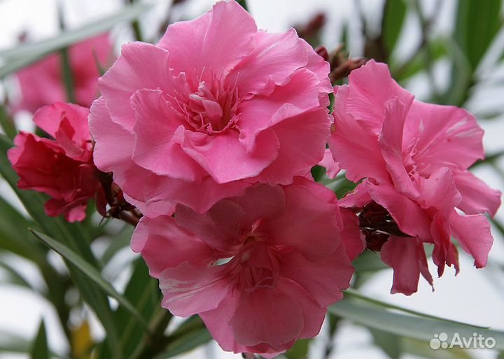 Олеандр розовый махровый саженцы