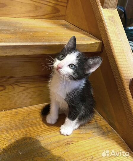 Котята 2 месяца