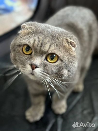 Котик в добрые руки