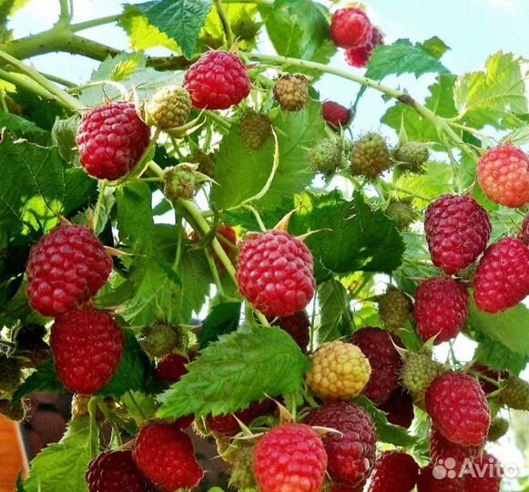 Малина саженцы