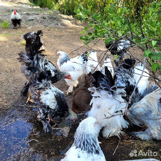 Петухи Брама молодые