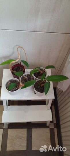 Филодендрон краснеющий