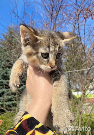 Котик чаузи ф1