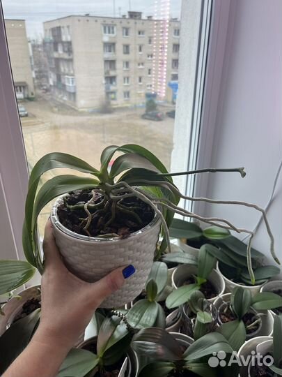 Фаленопсис venosa x Valentinii