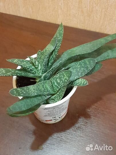 Цветы разные бесплатная доставка