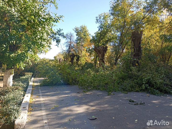 Спил деревьев расчистка участка вывоз