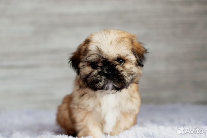 Ши-тцу девочки