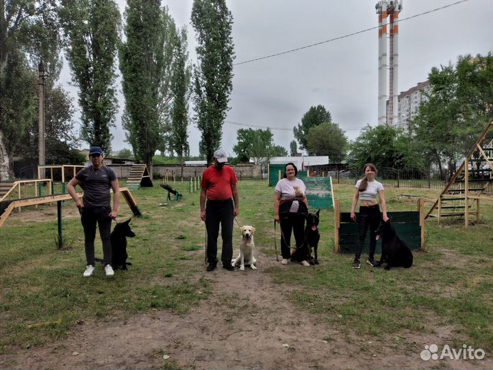 Кинолог дрессировка собак