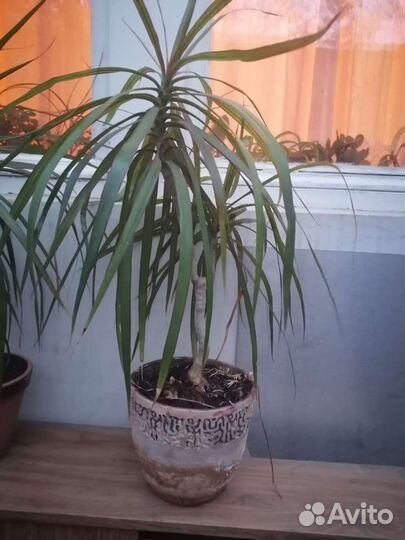 Пальма драцена