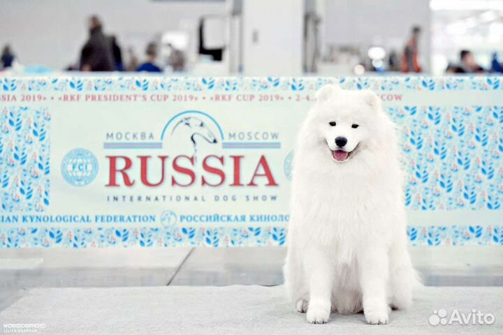 Самоедская собака