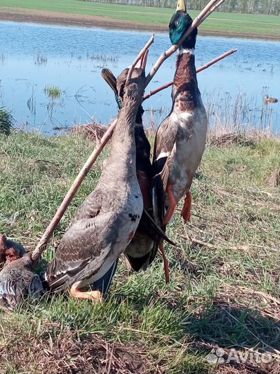 Для охоты 16/70,750