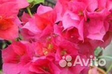 Бугенвеллия