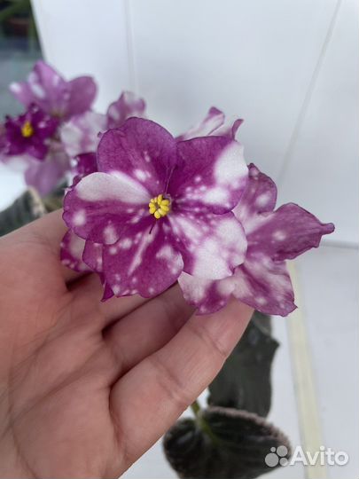 Сортовые фиалки