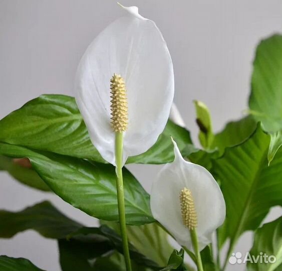 Спатифиллум