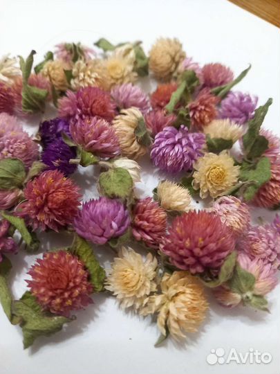 Сухоцветы. Гомфрена