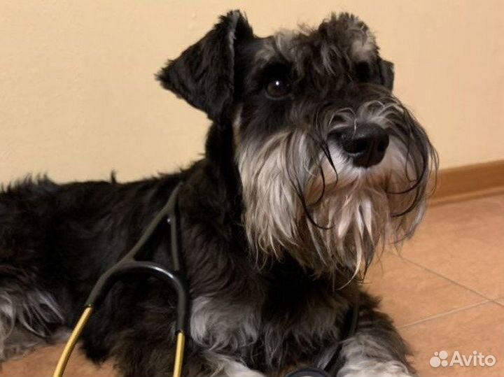 Цвергшнауцер вязка