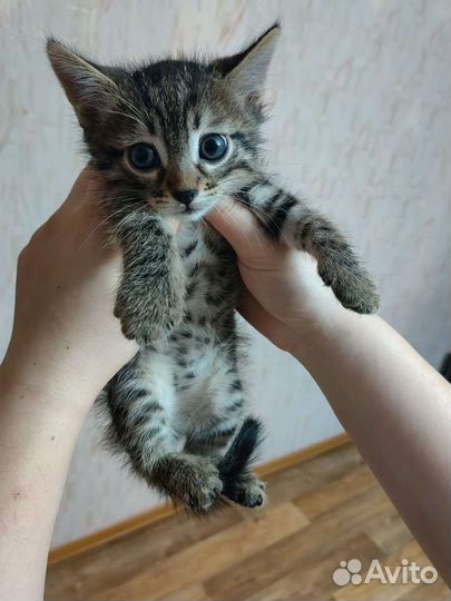 Отдам в добрые руки