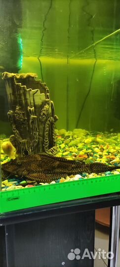 Парчовый сом