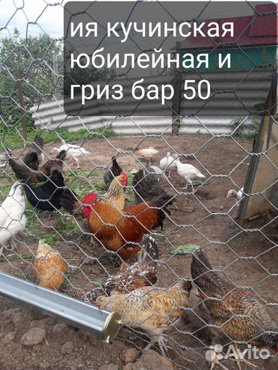 Козы и куры