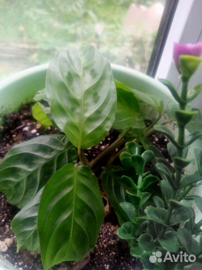 Маранты 9-10 сортов в наборе