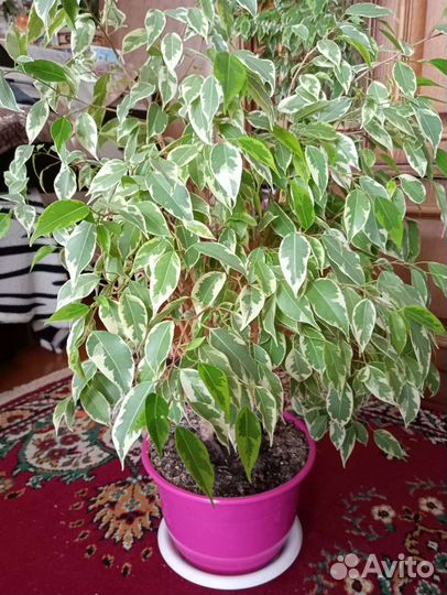 Фикус бенджамина пестролистный