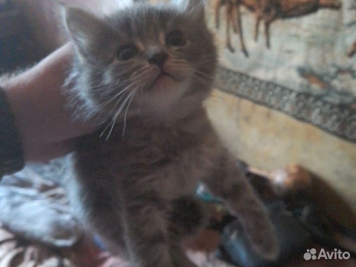 Котёнок девочка мейн-кун помесь