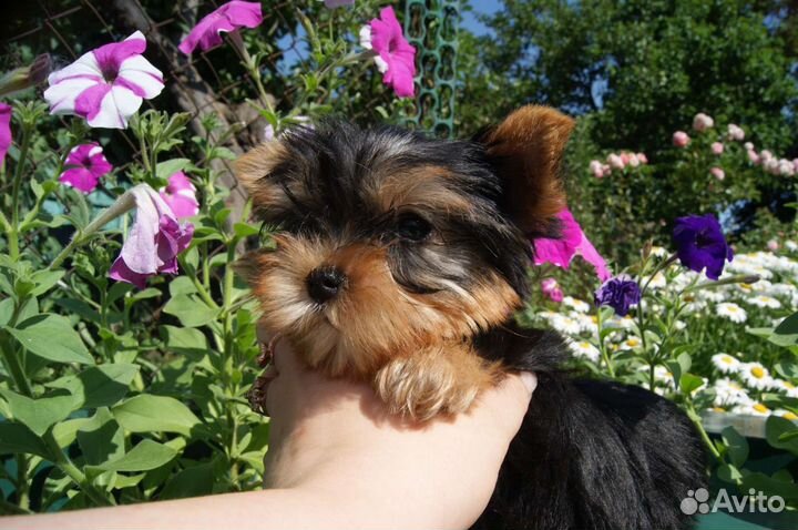 Йоркширский терьер щенки