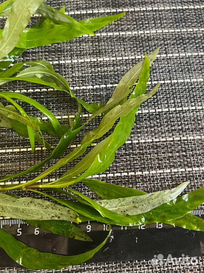 Растения для аквариума