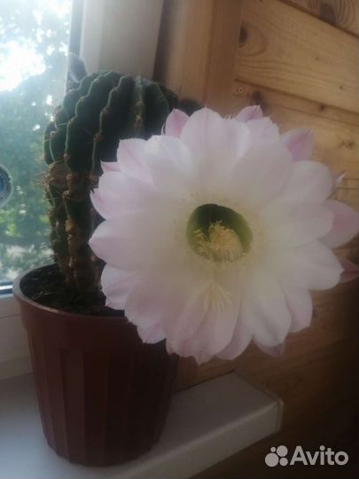 Цветущий кактус. Эхинопсис