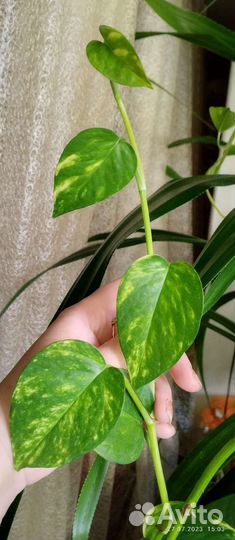 Растения по 100