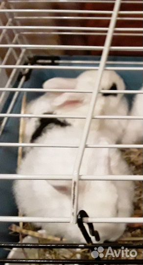 Кролики малыши ждут Вас. Дзержинск