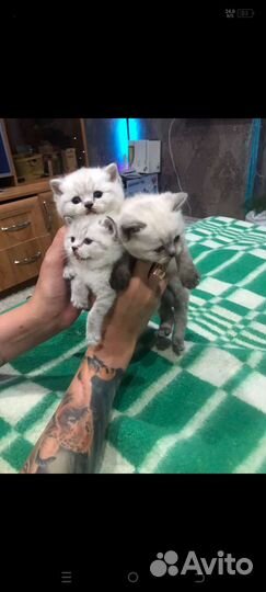 Кот для вязки