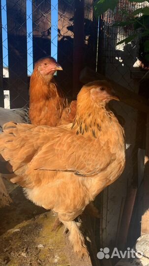 И/я брама, маран, семья брама, михилейка